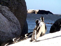 Penguins Susan's Story, Penguins