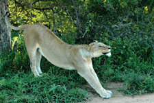 up close and personal with the lion Susan's Story, up close and personal with a lazy lion