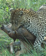 a leopard killed an antelope Susan's Story, a leopard that we saw