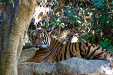 a tiger at the San Diego zoo Photo from Susan's Story, a tiger at the San Diego zoo