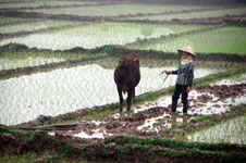 the extensive rice patties of Vietnam. Susan's Story, a picture of a girl with an ox in an extensive rice paddy in Vietnam
