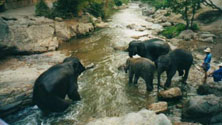 please read about our adventure today in Thailand Photo from Susan's Story, Chiang Mai
