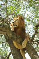 a tree climbing lion Susan's Story, a picture of a tree climbing lion
